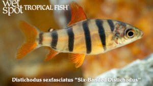 Distichodus sexfasciatus - Six Banded Distichodus Fish