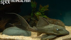 Panaque cochliodon - Blue Eye Plecostomus Fish